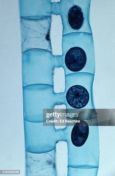 conjugation in spirogyra, magnification 50x - spirogyra conjugation stock pictures, royalty-free photos & images