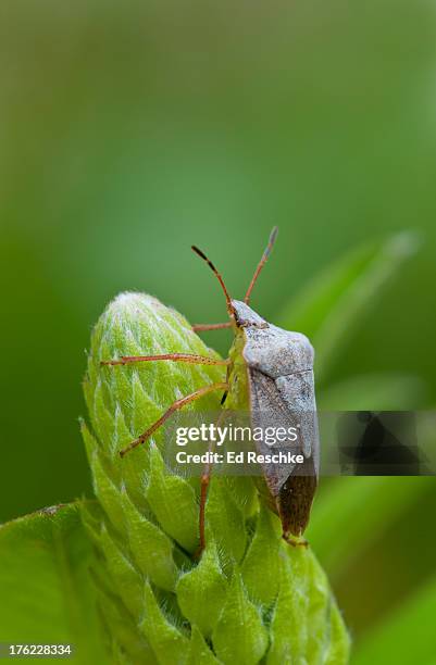 23 Predacious Stock Photos, High-Res Pictures, and Images - Getty Images