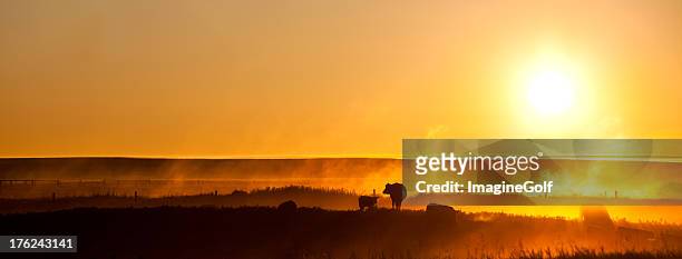 rind silhouette panorama - alberta ranch landscape stock-fotos und bilder