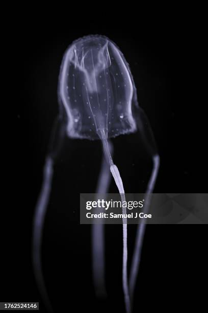 irukandji jellyfish - edible jellyfish stock-fotos und bilder