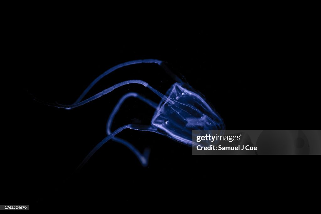 Irukandji Jellyfish