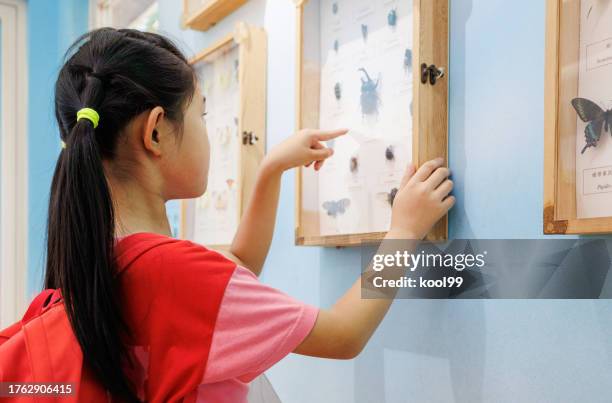 little girl observing insect specimens - science exhibition stock pictures, royalty-free photos & images