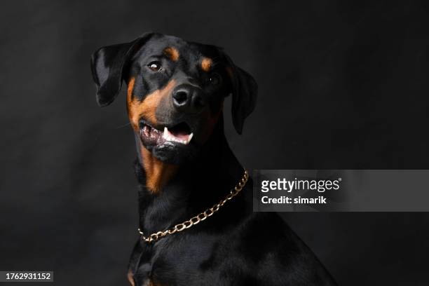 doberman pinscher - doberman puppy stock pictures, royalty-free photos & images