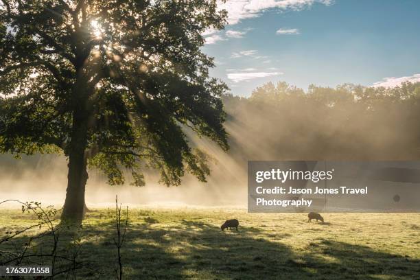 the sun shines on a field on a misty morning in north london - schapenboerderij stockfoto's en -beelden