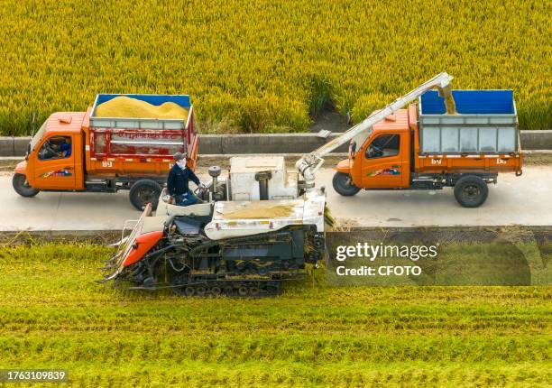 Farmers load rice onto trucks in a field at Zhai Zhuang village in Taizhou, East China's Jiangsu province, Nov 4, 2023.