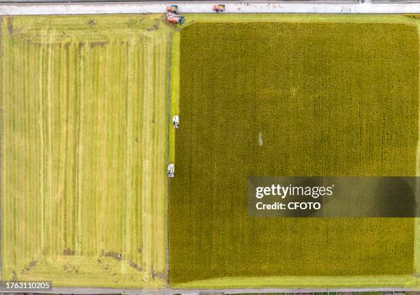 Farmers drive agricultural machinery to harvest rice in Zhai Zhuang village, Taizhou city, East China's Jiangsu province, Nov 4, 2023.