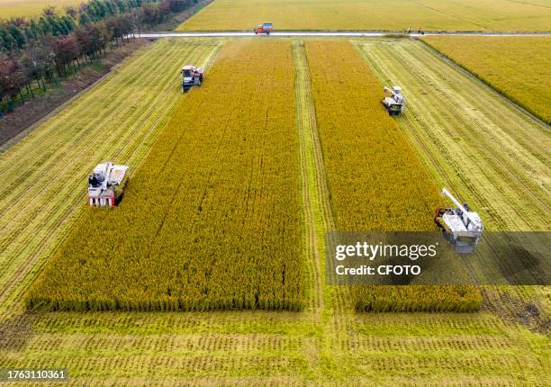 Farmers drive agricultural machinery to harvest rice in Zhai Zhuang village, Taizhou city, East China's Jiangsu province, Nov 4, 2023.