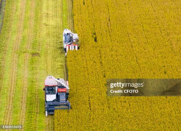 Farmers drive agricultural machinery to harvest rice in Zhai Zhuang village, Taizhou city, East China's Jiangsu province, Nov 4, 2023.