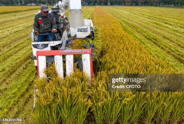 Farmer drives a farm machine to harvest rice in Zhai Zhuang village, Taizhou city, East China's Jiangsu province, Nov 4, 2023.