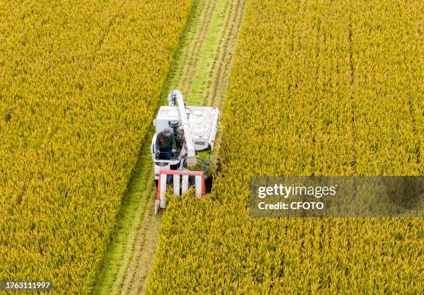 Farmer drives a farm machine to harvest rice in Zhai Zhuang village, Taizhou city, East China's Jiangsu province, Nov 4, 2023.