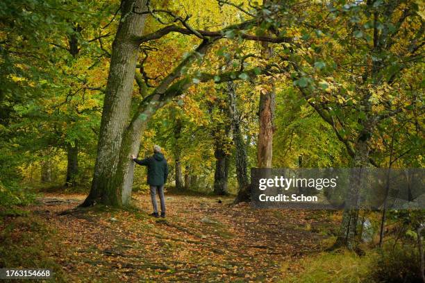 a man touch and looks at a large tree in a deciduous forest in autumn - vaxjo stock pictures, royalty-free photos & images