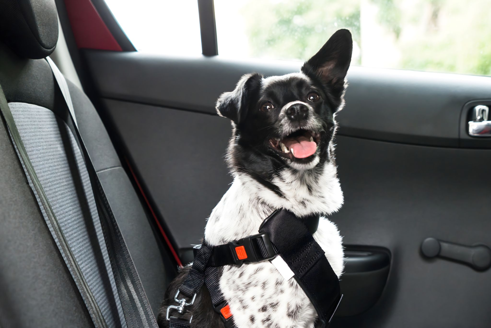 dog safe space