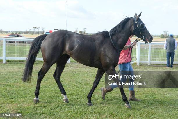 Dirt On Harry after winning the Valton Feeding Solutions BM58 Handicap at Mortlake Racecourse on November 04, 2023 in Mortlake, Australia.