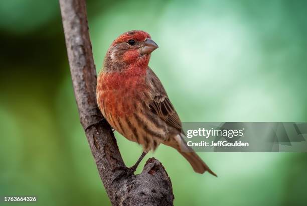 male house finch - finch stock pictures, royalty-free photos & images