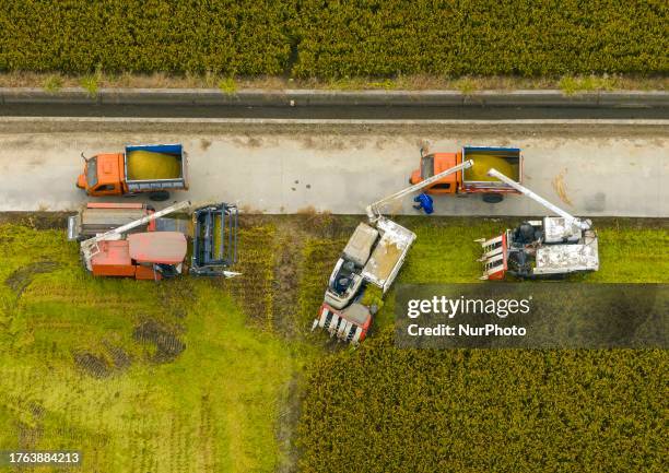 Farmers load rice onto trucks in a field at Zhai Zhuang village in Taizhou, East China's Jiangsu province, Nov 4, 2023.