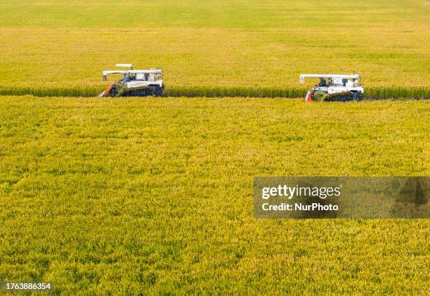 Farmers drive agricultural machinery to harvest rice in Zhai Zhuang village, Taizhou city, East China's Jiangsu province, Nov 4, 2023.