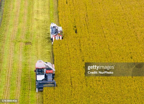 Farmers drive agricultural machinery to harvest rice in Zhai Zhuang village, Taizhou city, East China's Jiangsu province, Nov 4, 2023.