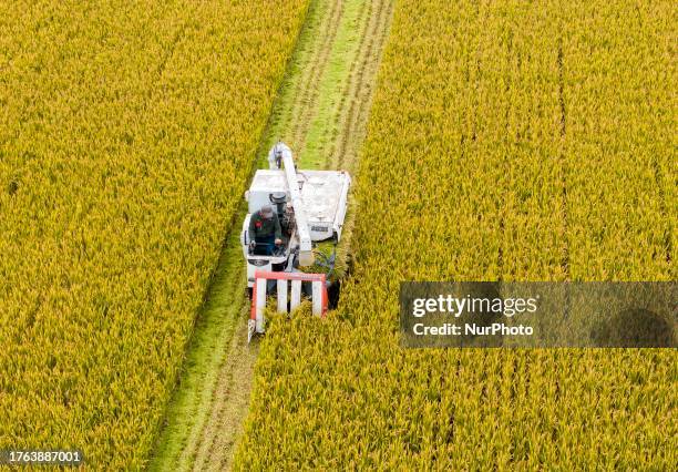 Farmer drives a farm machine to harvest rice in Zhai Zhuang village, Taizhou city, East China's Jiangsu province, Nov 4, 2023.