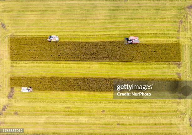 Farmers drive agricultural machinery to harvest rice in Zhai Zhuang village, Taizhou city, East China's Jiangsu province, Nov 4, 2023.