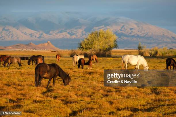 mongolische pferde grasen in der wunderschönen morgensonne - independent mongolia stock-fotos und bilder