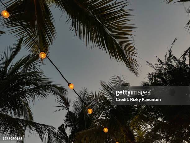 lights in the palm trees at sunset - palm tree lights stock pictures, royalty-free photos & images