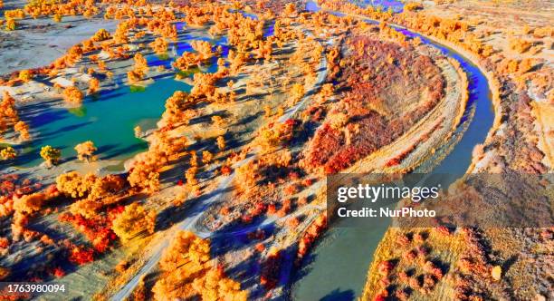 Aerial photo taken on Nov 4, 2023 shows the blooming Populus Euphratica Forest in the Luoburen village scenic area in Bazhou, Northwest China's...