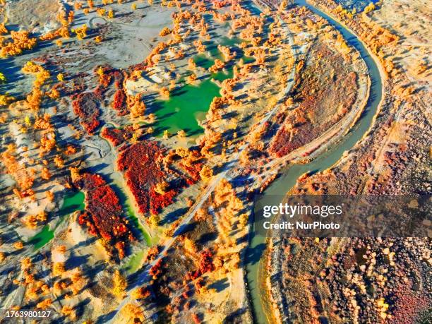 Aerial photo taken on Nov 4, 2023 shows the blooming Populus Euphratica Forest in the Luoburen village scenic area in Bazhou, Northwest China's...