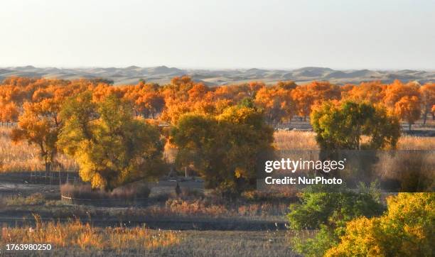 Aerial photo taken on Nov 4, 2023 shows the blooming Populus Euphratica Forest in the Luoburen village scenic area in Bazhou, Northwest China's...