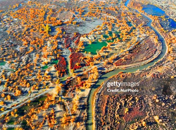 Aerial photo taken on Nov 4, 2023 shows the blooming Populus Euphratica Forest in the Luoburen village scenic area in Bazhou, Northwest China's...