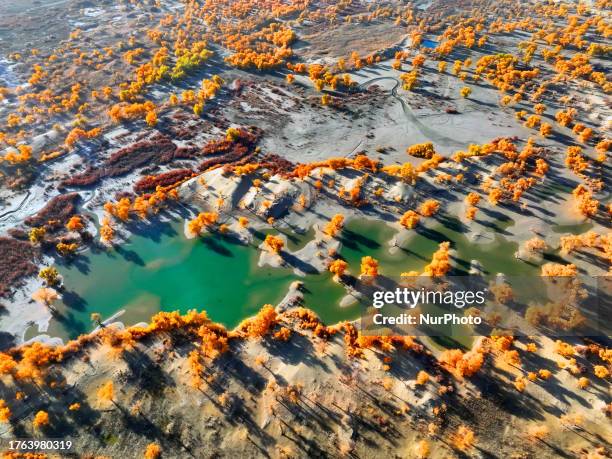 Aerial photo taken on Nov 4, 2023 shows the blooming Populus Euphratica Forest in the Luoburen village scenic area in Bazhou, Northwest China's...