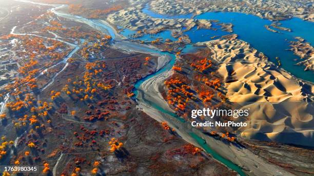 Aerial photo taken on Nov 4, 2023 shows the blooming Populus Euphratica Forest in the Luoburen village scenic area in Bazhou, Northwest China's...