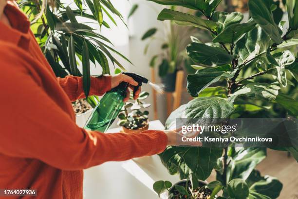 woman sprays plants in flower pots with clean water from bottle. closeup hand with sprayer. caring for houseplants home, growing vegetable garden on windowsill. plant lovers, home gardening - planta de casa imagens e fotografias de stock
