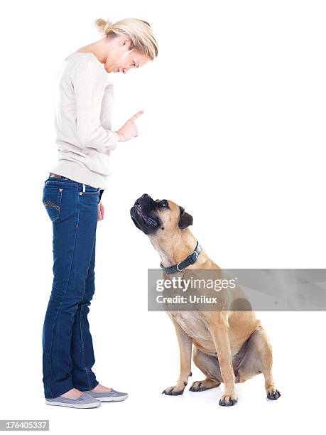 sit! stay! - mastiff stock pictures, royalty-free photos & images