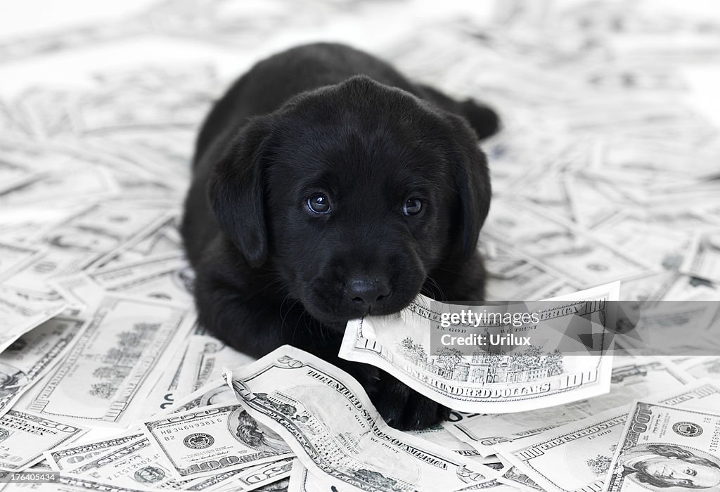 Wenn ein Haustier können teuer sein