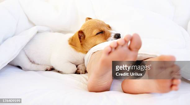 lying at my owner's feet - sleeping dog stock pictures, royalty-free photos & images