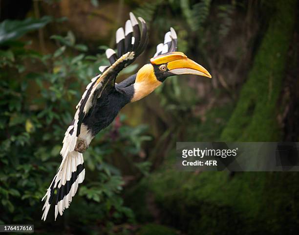 gran cálao (buceros bicornis) ave en vuelo, selva tropical - con cuernos fotografías e imágenes de stock