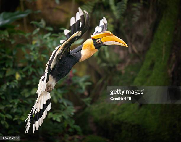 búcero (buceros bicornis) pássaros em voo, floresta - borneo - fotografias e filmes do acervo