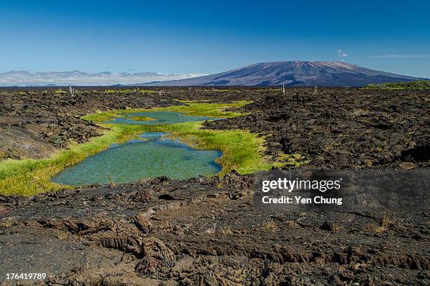 fernandina - galapagos stock pictures, royalty-free photos & images