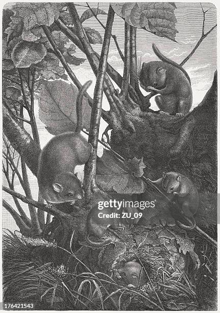 hazel dormice (muscardinus avellanariu), wood engraving, published in 1883 - dormouse stock illustrations