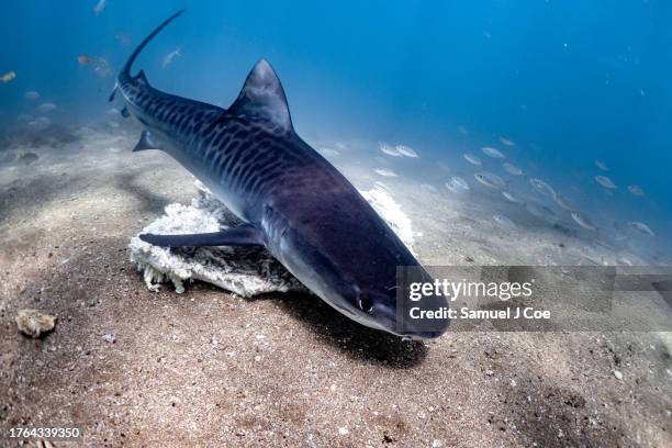 tiger shark feeding - leopard shark stock pictures, royalty-free photos & images