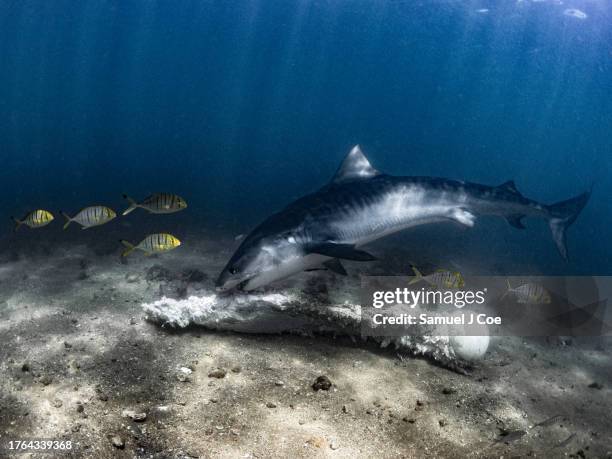 tiger shark feeding - ningaloo reef stock pictures, royalty-free photos & images