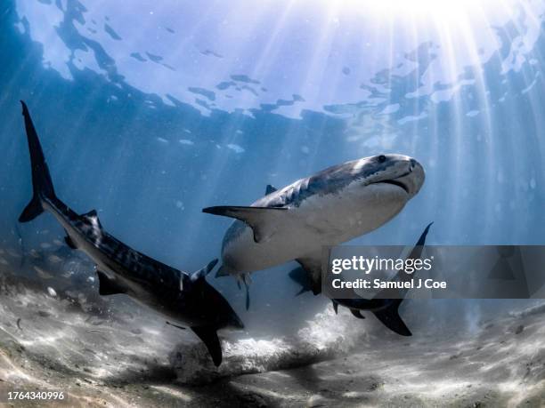 big tiger sharks - ningaloo reef stock pictures, royalty-free photos & images