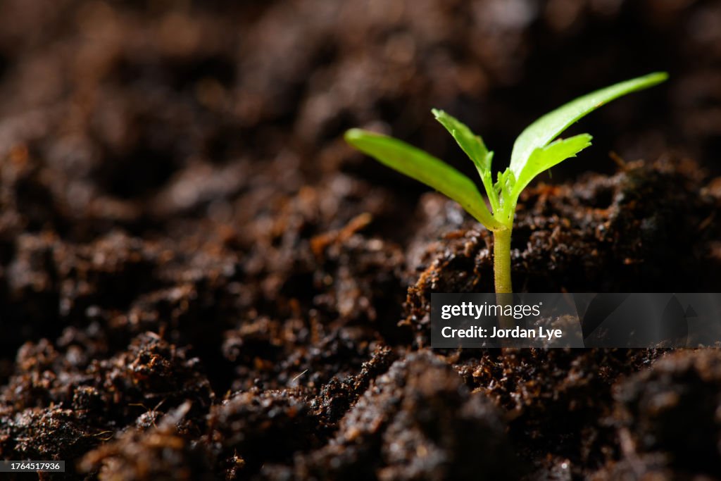Lone Seedling emerging from soil