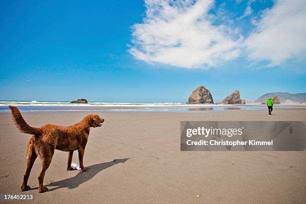 dog and owner at beach - pistol river state park stock pictures, royalty-free photos & images