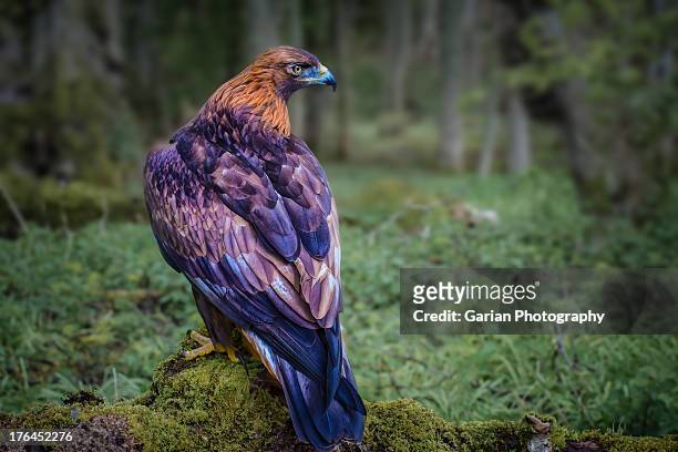 golden eagle - golden eagle stock pictures, royalty-free photos & images