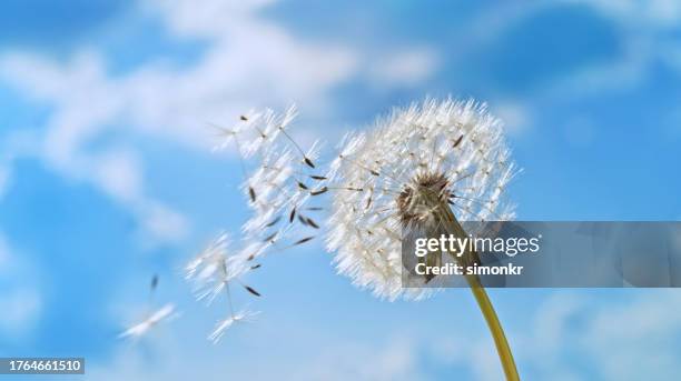 dandelion flower - dandelion stock pictures, royalty-free photos & images