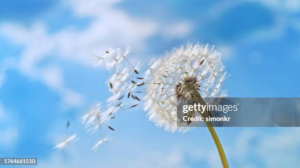 dandelion flower - dandelion wind stock pictures, royalty-free photos & images