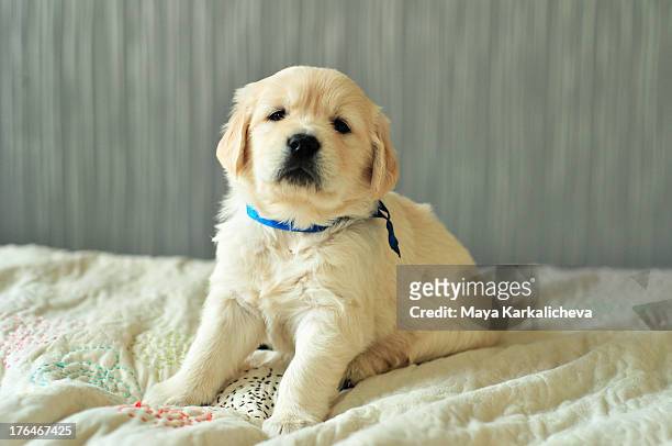 golden retriever puppy, 30 days old sitting on bed - old golden retriever stock pictures, royalty-free photos & images