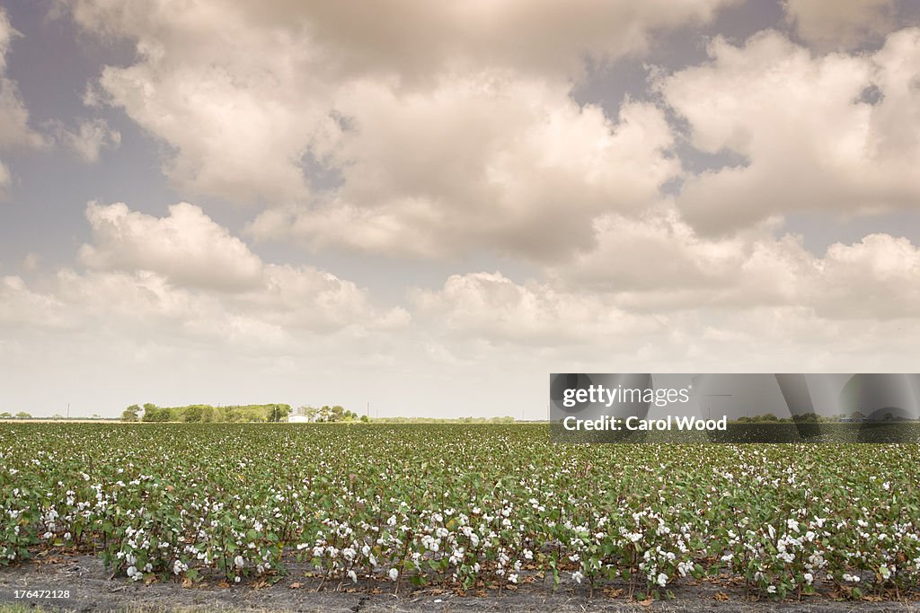 Sweltering day in a Texas cotton field