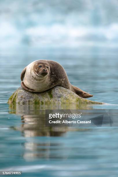 harbor seal - foca fotografías e imágenes de stock
